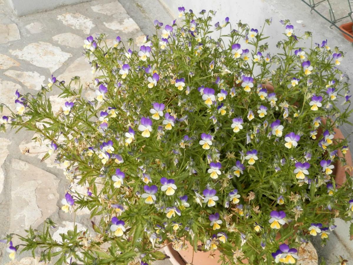 Apartment Slavica โลโซวาซ ภายนอก รูปภาพ
