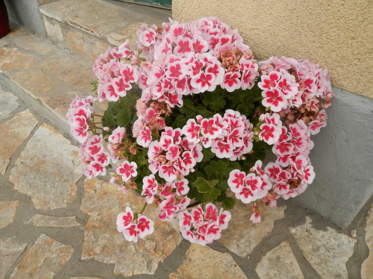 Apartment Slavica โลโซวาซ ภายนอก รูปภาพ